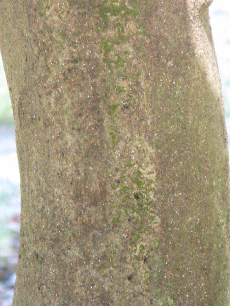           Bark (Winter Haven, FL)   